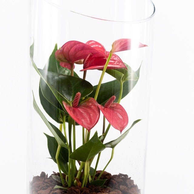 Anthurium 9cm Mix in Terrarium - Flowering The Horti House