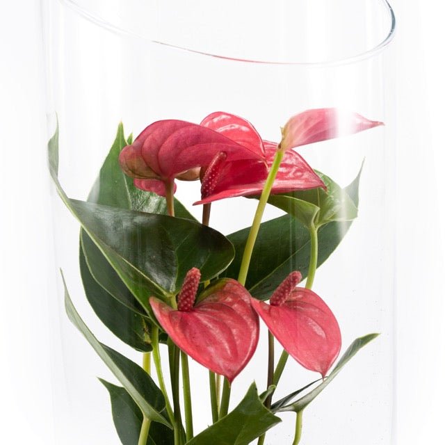 Anthurium 9cm Mix in Terrarium - Flowering The Horti House