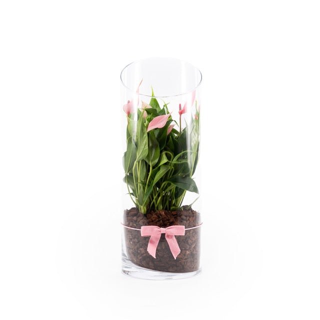 Anthurium 9cm Lilli in Terrarium - Flowering The Horti House