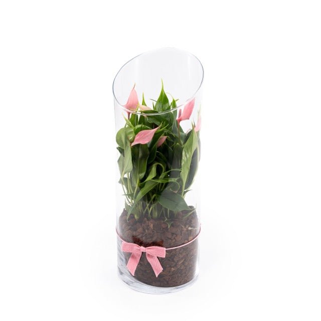 Anthurium 9cm Lilli in Terrarium - Flowering The Horti House