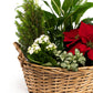 Festive Gift Basket - Flowering The Horti House