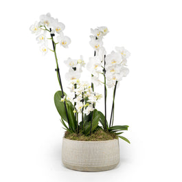 Phalaenopsis Trio in Artisan Bowl - Orchid The Horti House