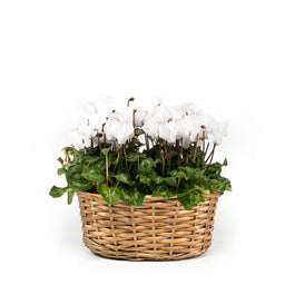 Cyclamen Basket - Flowering The Horti House