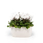 Cyclamen 10.5cm in Duo Ceramic - Flowering The Horti House
