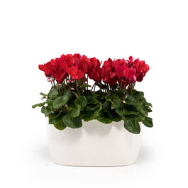 Cyclamen 10.5cm in Duo Ceramic - Flowering The Horti House