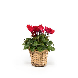 Cyclamen 10.5cm in Basket - Flowering The Horti House