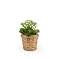 Kalanchoe 9cm in Basket - Flowering The Horti House