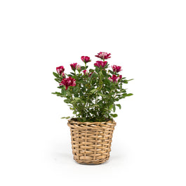 Rose 10.5cm GiGi in Basket - Flowering The Horti House