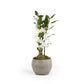 Dendrobium 12cm Twin in Artisan Ceramic - Flowering The Horti House