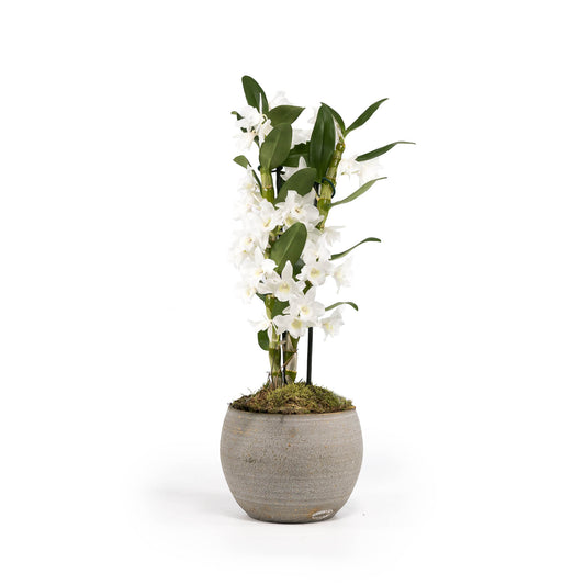 Dendrobium 12cm Twin in Artisan Ceramic - Flowering The Horti House