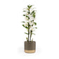 Dendrobium 12cm Twin in Christmas Ceramic - Flowering The Horti House