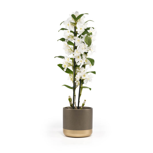Dendrobium 12cm Twin in Christmas Ceramic - Flowering The Horti House