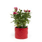 Rose 10.5cm GiGi in Festive Ceramic - Flowering The Horti House