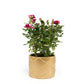 Rose 10.5cm GiGi in Festive Ceramic - Flowering The Horti House