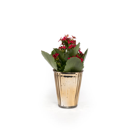 Kalanchloe 6cm in Christmas Glass - Flowering The Horti House