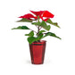 Mini Mix 6cm in Christmas Glass - Flowering The Horti House
