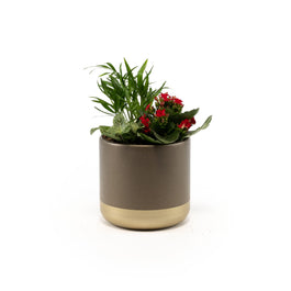 Ceramic Trio Planter 12cm - Flowering The Horti House