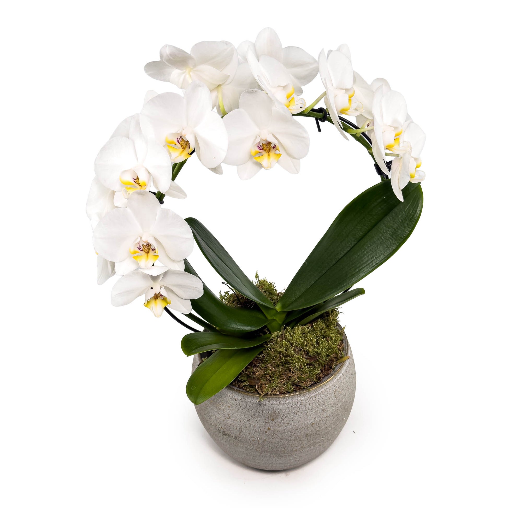 Phalaenopsis Hoop 12cm in Artisan Ceramic - Orchid The Horti House