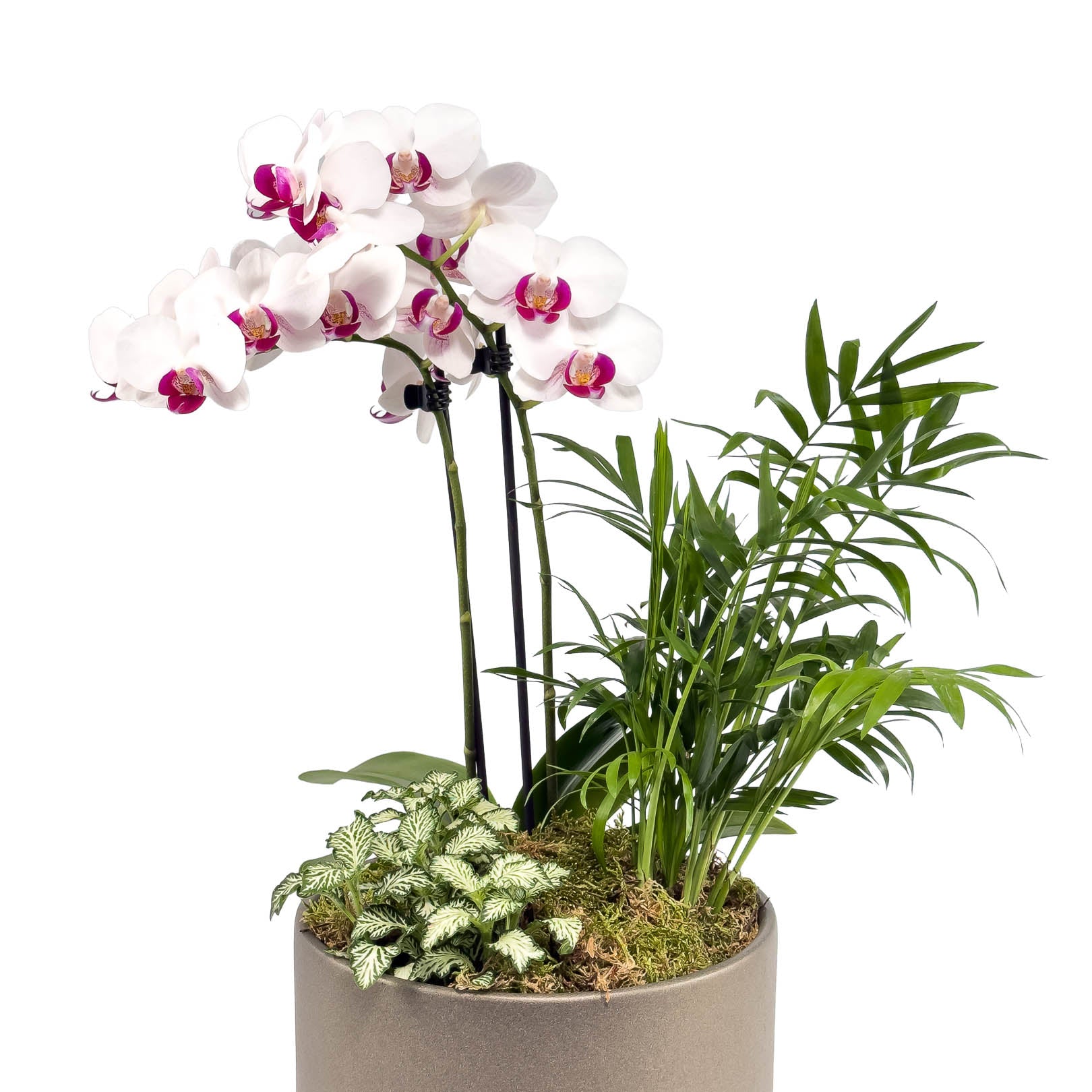 Phalaenopsis 9cm Christmas Planter - Orchid The Horti House