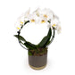 Phalaenopsis Hoop 12cm in Christmas Ceramic - Orchid The Horti House