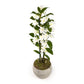 Dendrobium 12cm Twin in Artisan Ceramic - Flowering The Horti House