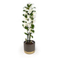 Dendrobium 12cm Twin in Christmas Ceramic - Flowering The Horti House