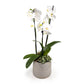 Phalaenopsis 12cm Triple Stem Artisan Christmas Planter - Orchid The Horti House