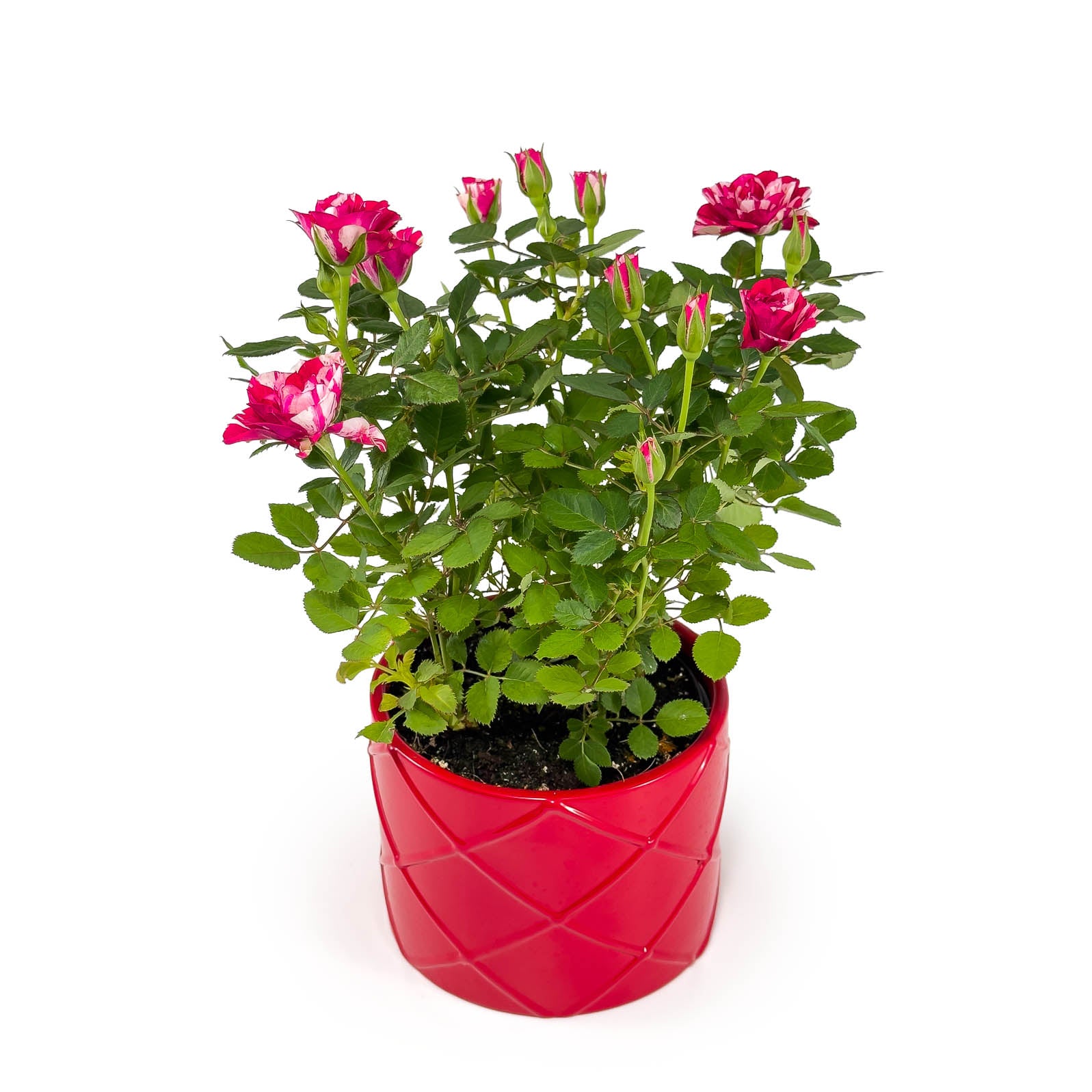 Rose 10.5cm GiGi in Festive Ceramic - Flowering The Horti House