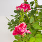 Rose 10.5cm GiGi in Festive Ceramic - Flowering The Horti House