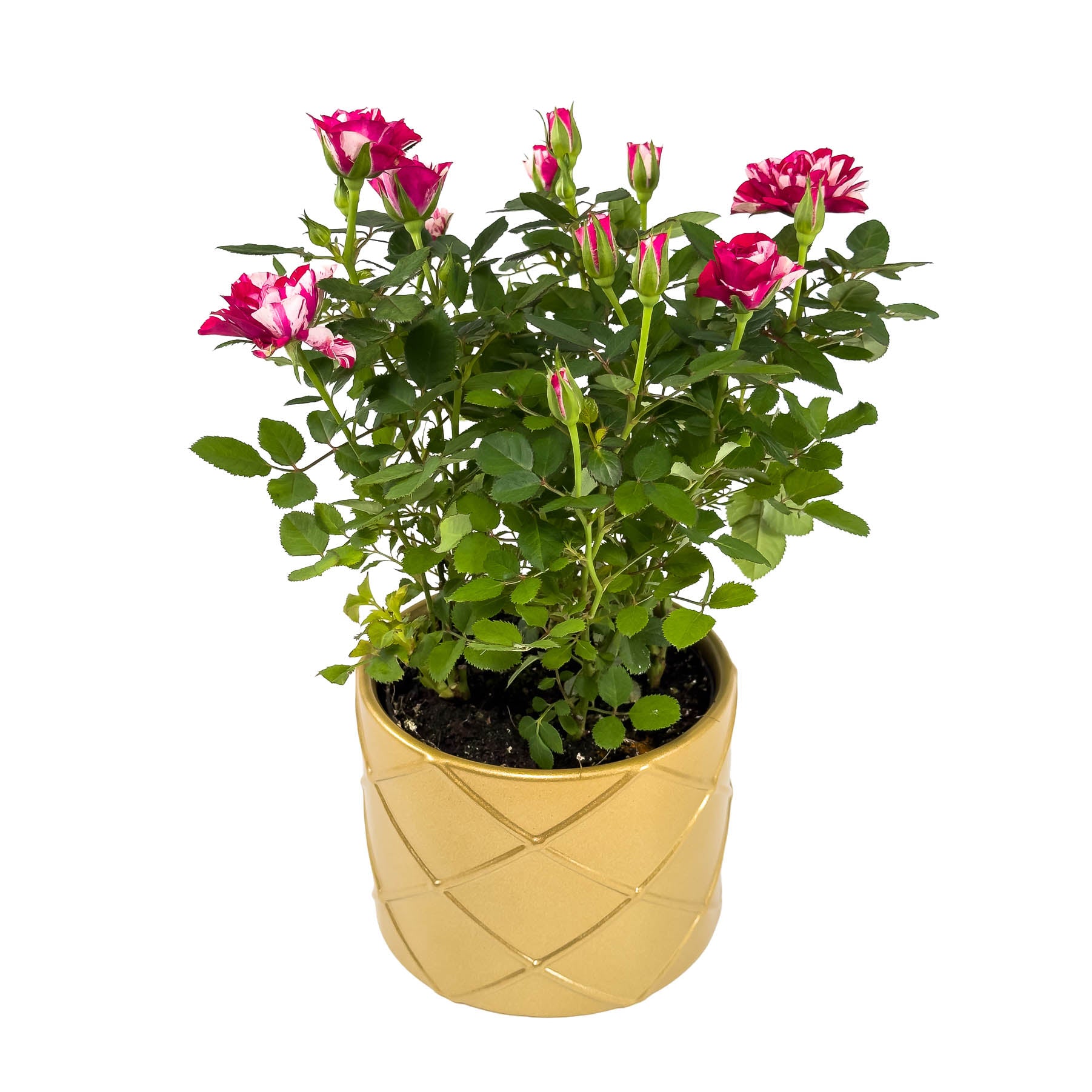 Rose 10.5cm GiGi in Festive Ceramic - Flowering The Horti House