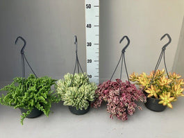 Succulent 14cm Hanging - Hanging The Horti House