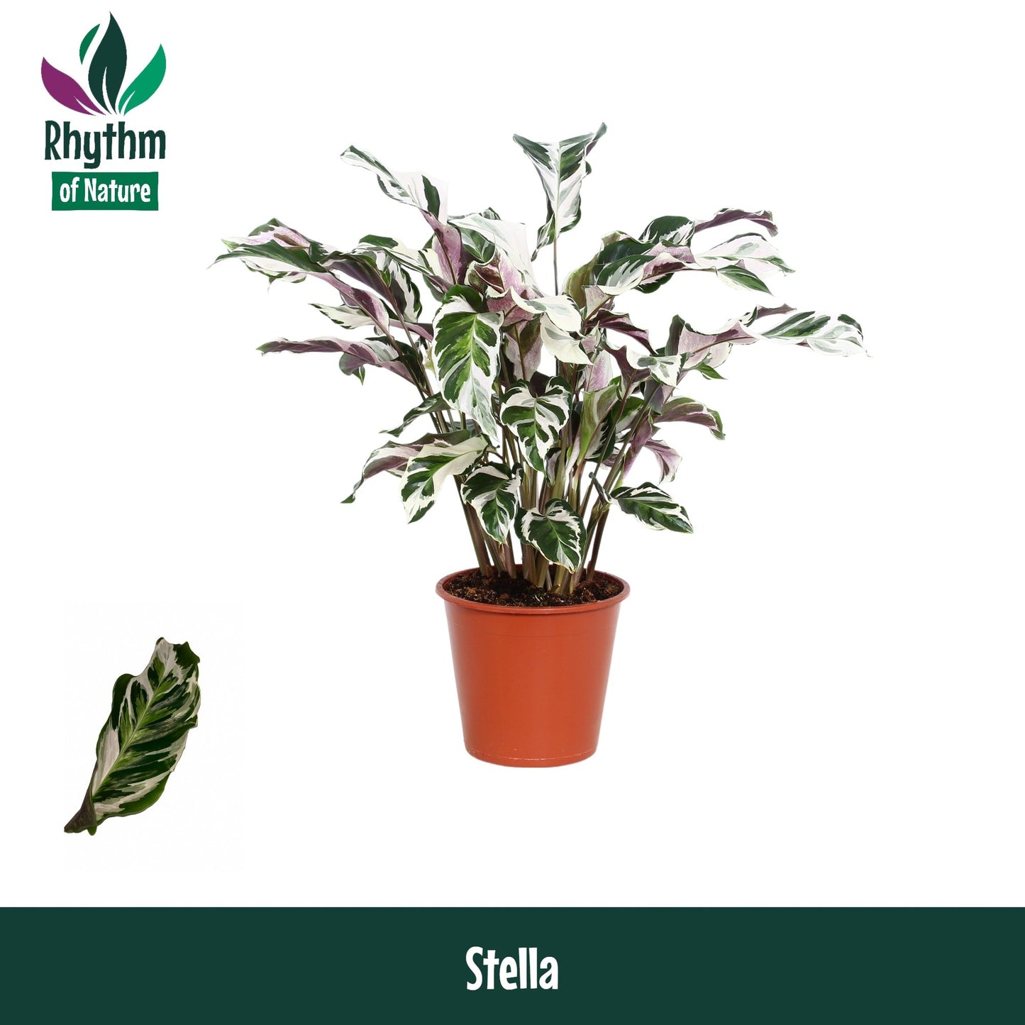 Calathea 19cm Stella - Green Plant The Horti House