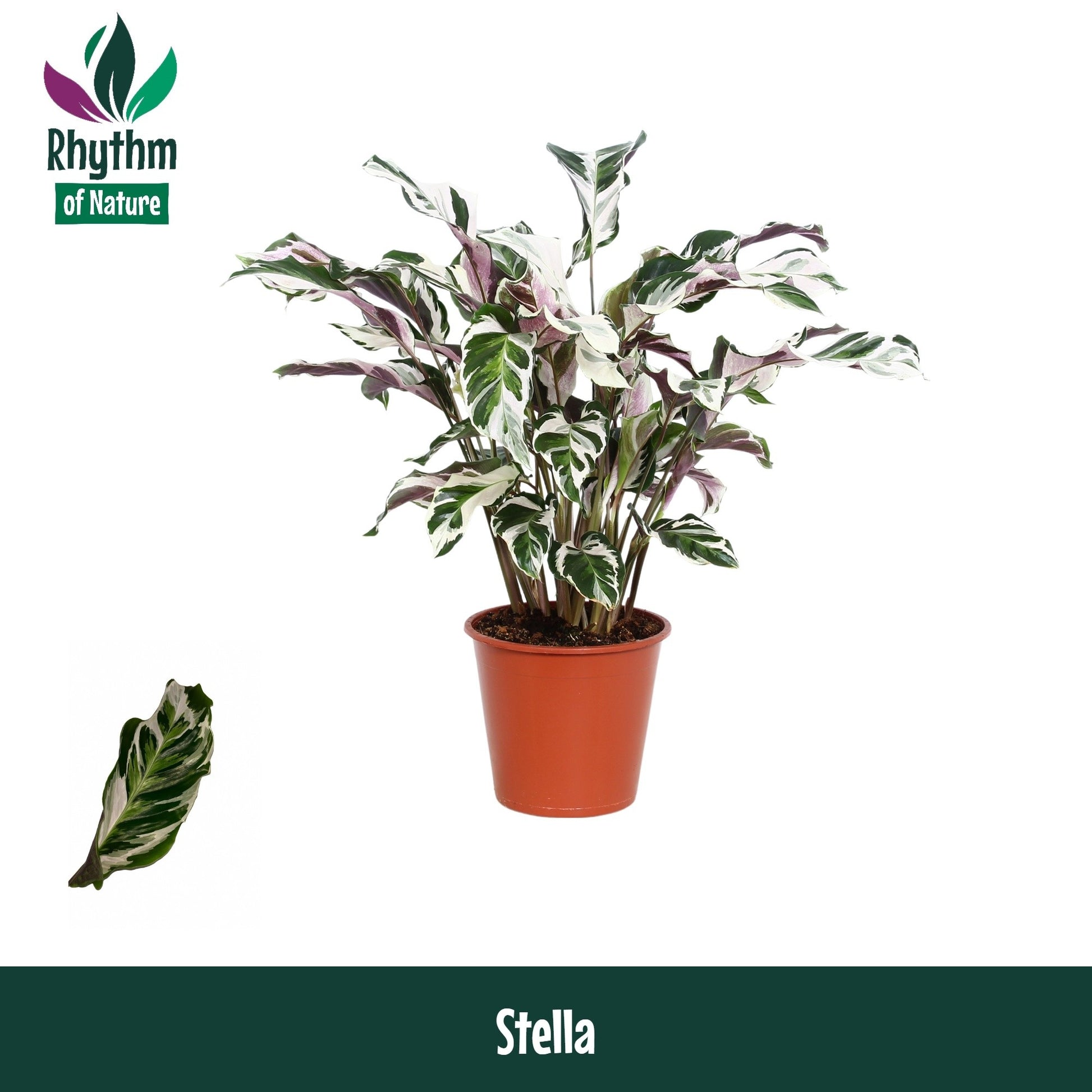 Calathea 19cm Stella - Green Plant The Horti House