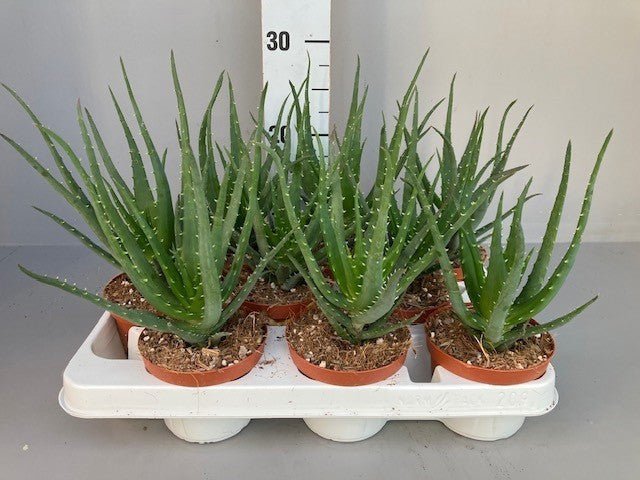 Aloe 11cm Arborescens Mohawk - Hanging The Horti House