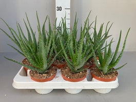 Aloe 11cm Arborescens Mohawk - Hanging The Horti House