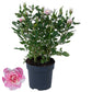 Rose 10.5cm Piia