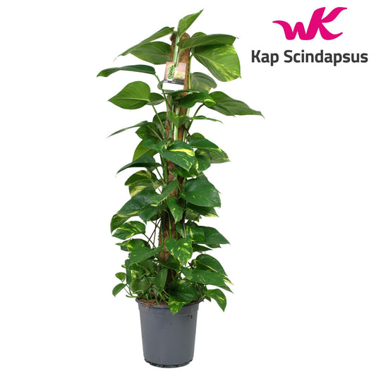 Scindapsus 24cm Moss Pole - Foliage The Horti House