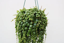 Peperomia 14cm Prostrata - Hanging The Horti House