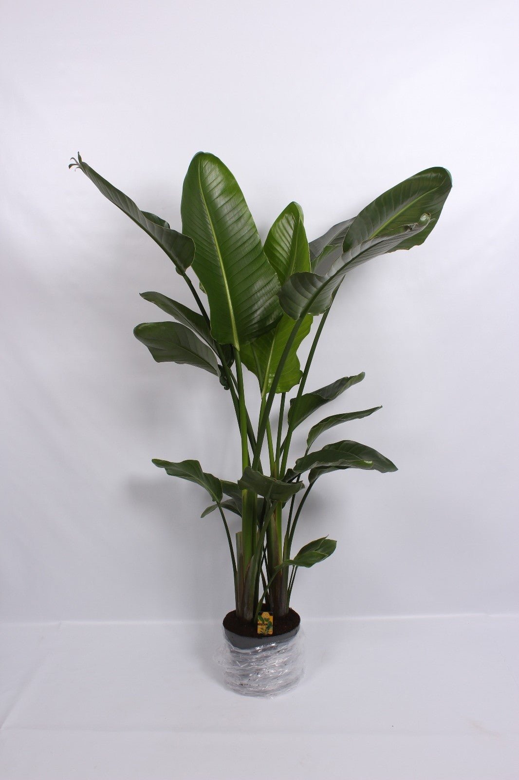 Strelitzia 32cm Nicolai - Green Plant The Horti House