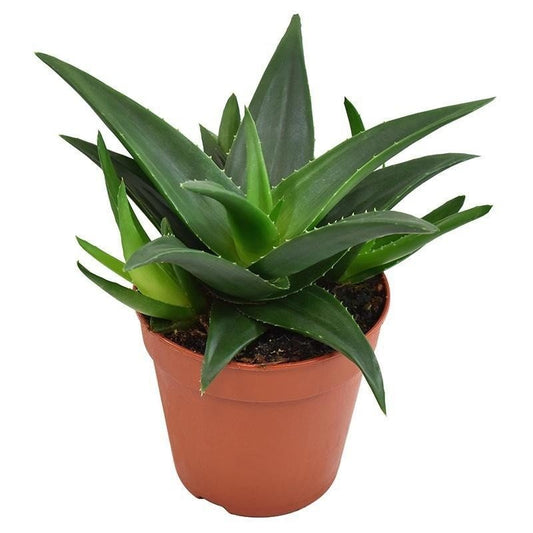 Haworthia 12cm West Jogoo - Succulent The Horti House