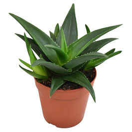 Haworthia 12cm West Jogoo - Succulent The Horti House