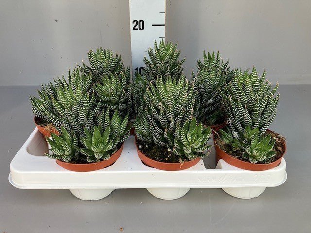 Haworthia 10.5cm Super Fasciata - Succulent The Horti House