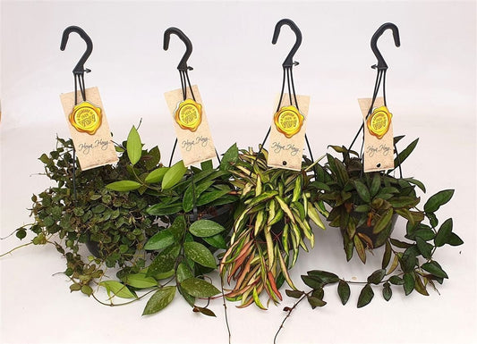 Hoya 14cm hanging - Hanging The Horti House