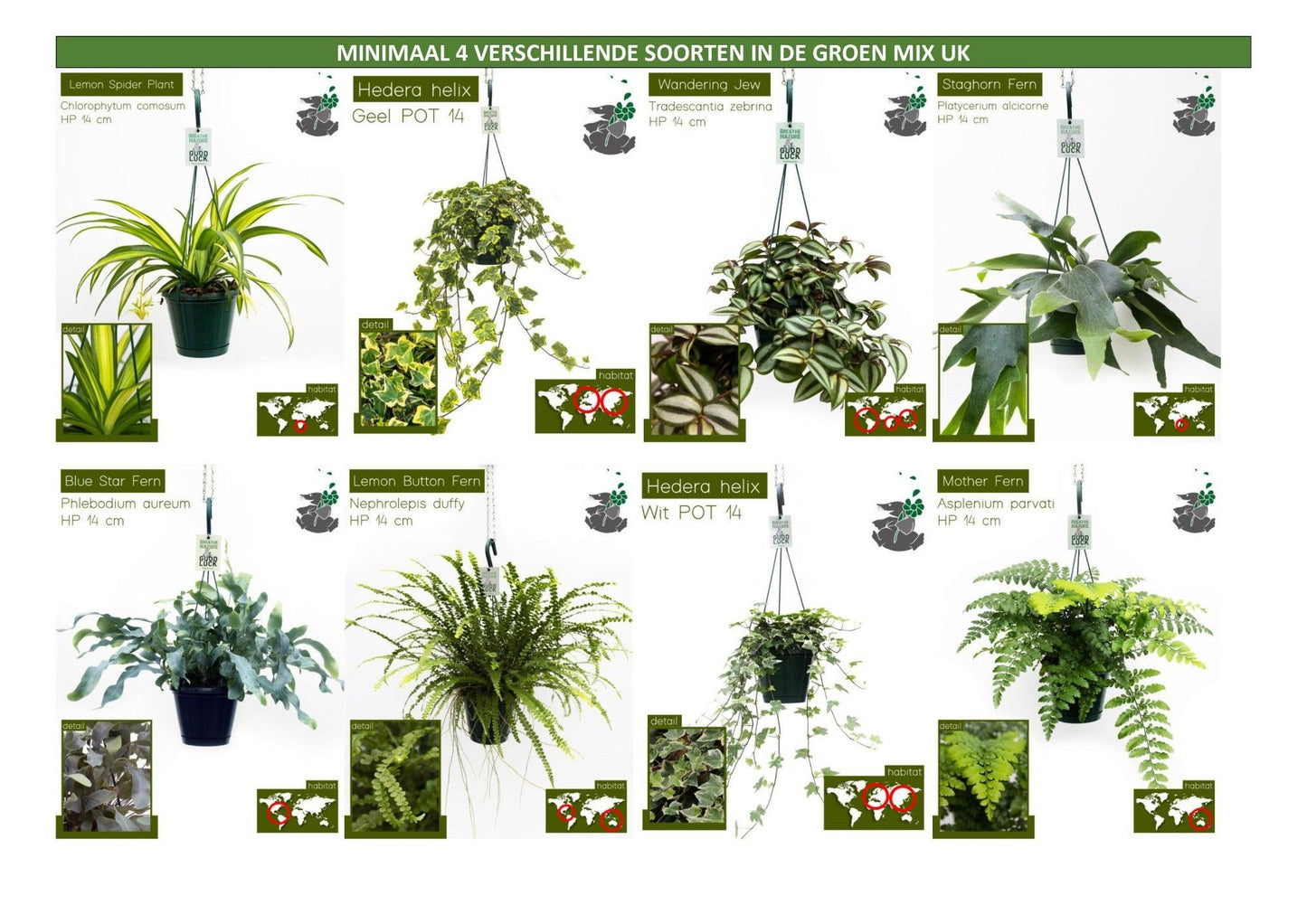 Hangplanten 14cm mix classic - Hanging The Horti House