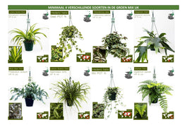 Hangplanten 14cm mix classic - Hanging The Horti House