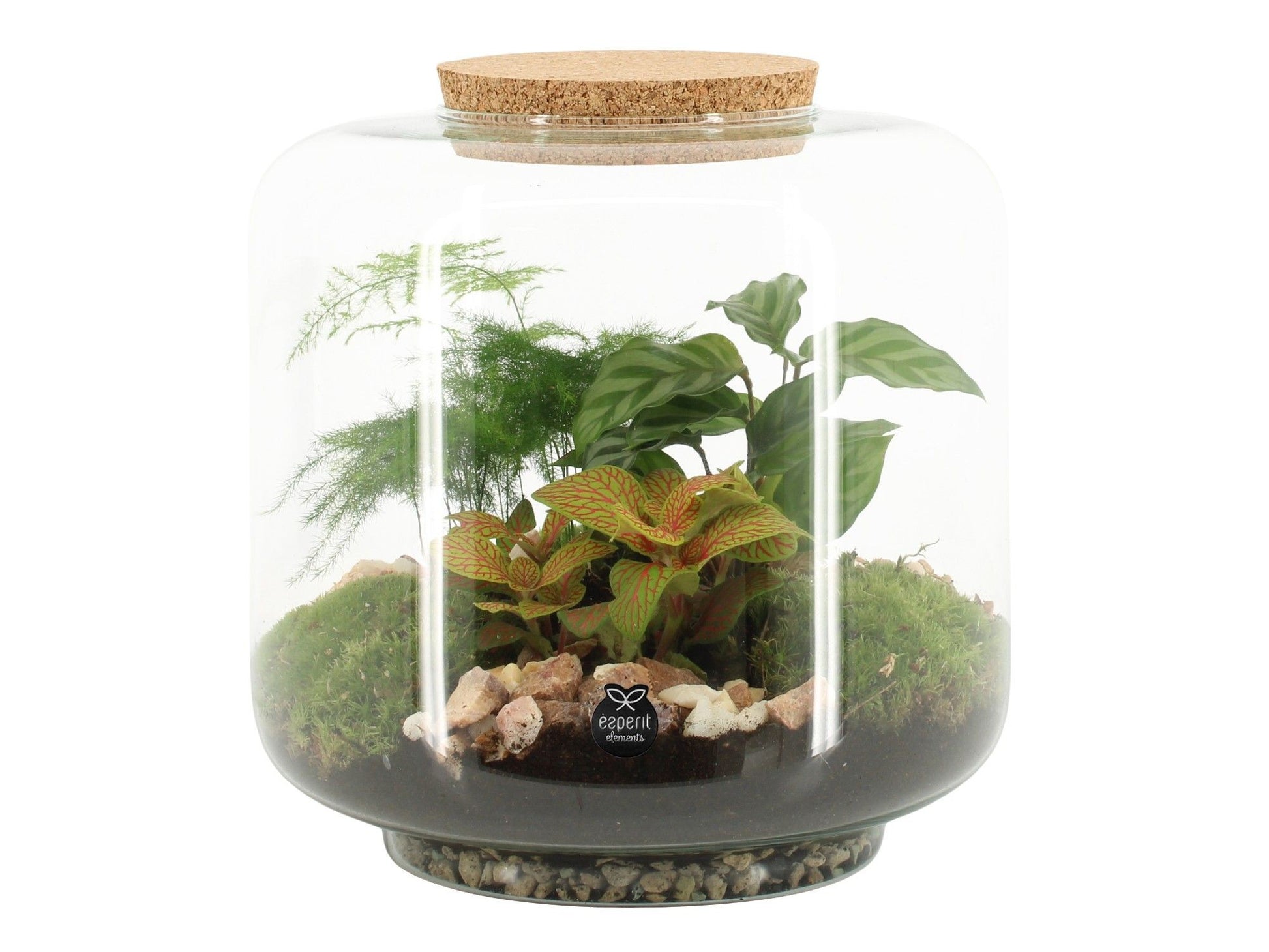 Terrarium 17cm arrangement 90615 - Green Plant The Horti House
