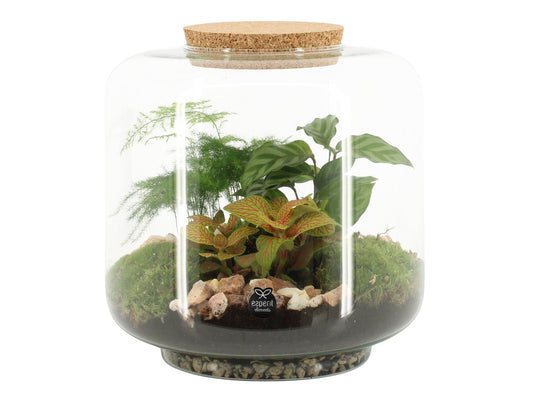 Terrarium 17cm arrangement 90615 - Green Plant The Horti House