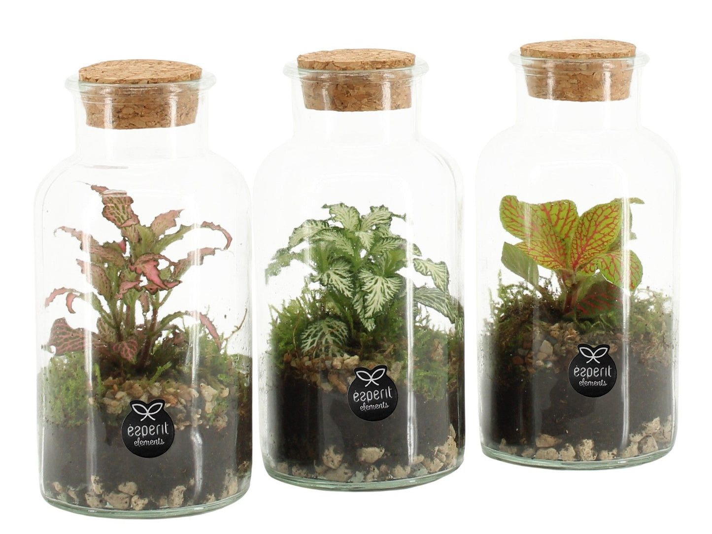 Terrarium 8cm arrangement 90478 - Green Plant The Horti House