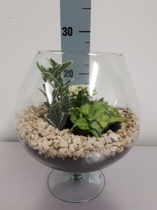 Arrangement 26cm Brandy Glass - Green Plant The Horti House