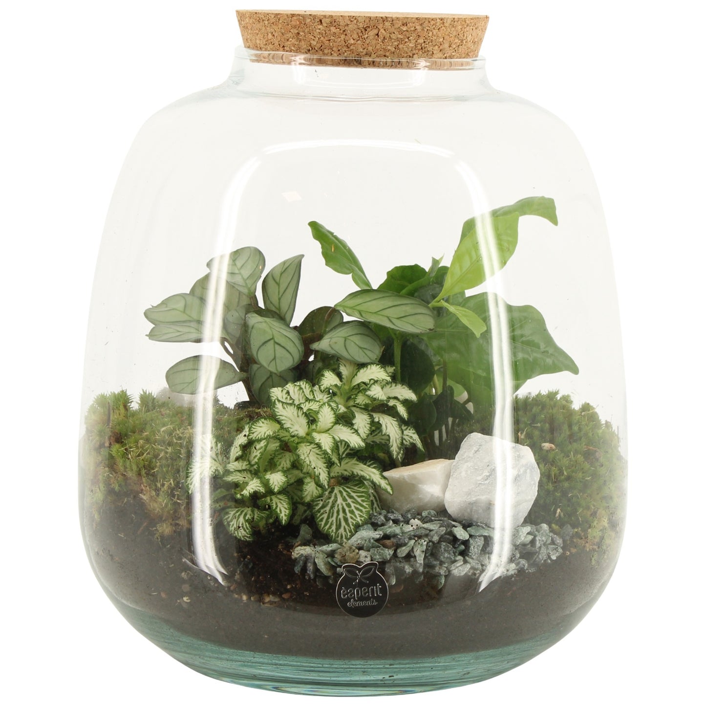 Terrarium 23cm arrangement 90425 - Green Plant The Horti House